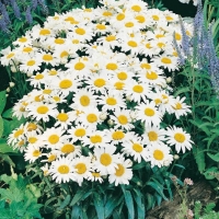 Leucanthemum superbum 'Snow Lady'