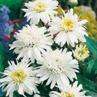 Leucanthemum superbum 'Clairette'