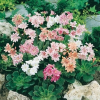 Lewisia cotyledon