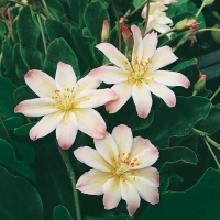 Lewisia tweedyi