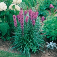 Liatris spicata