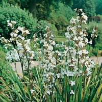 Libertia formosa