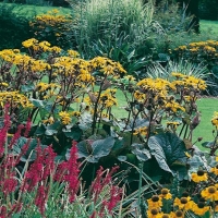 Ligularia dentata