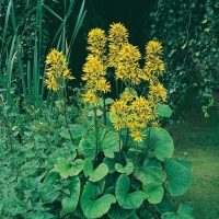 Ligularia x hessei 'Gregynog Gold'