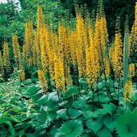 Ligularia stenocephala 'The Rocket'