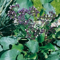 Limonium perezii