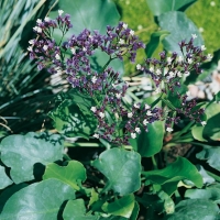 Limonium perezii