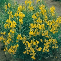 Linaria dalmatica