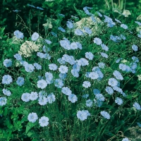 Linum perenne