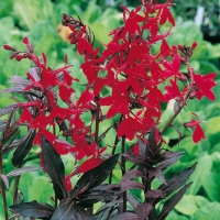 Lobelia fulgens 'Elmfeuer'