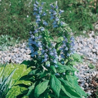 Lobelia siphilitica