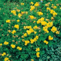 Lotus corniculatus 'Pleniflorus'