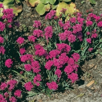 Lychnis alpina