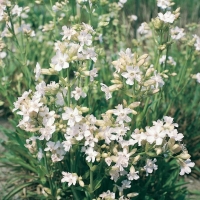 Lychnis viscaria