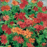 Lychnis x haageana