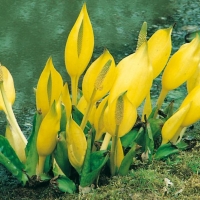 Lysichiton americanus