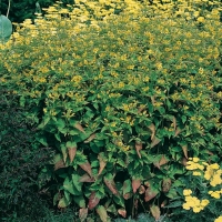 Lysimachia ciliata