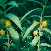 Lysimachia thyrsiflora