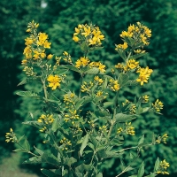 Lysimachia vulgaris