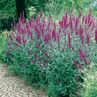 Lythrum salicaria (Salcerella)