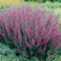 Lythrum virgatum 'Rose Queen'