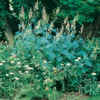 Macleaya cordata