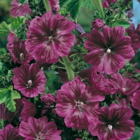 Malva sylvestris ssp. mauritiana