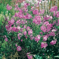 Malva moschata