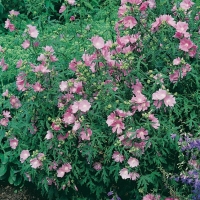 Malva alcea 'Fastigiata'