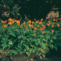 Meconopsis cambrica var. aurantiaca