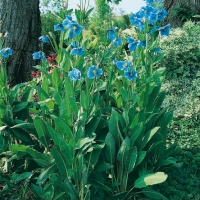 Meconopsis grandis