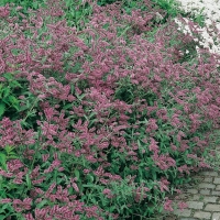 Mentha longifolia