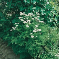 Meum athamanticum (Finocchio delle Alpi)