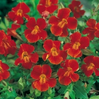 Mimulus cupreus