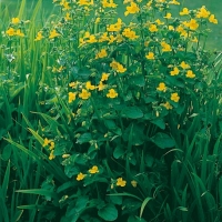 Mimulus luteus