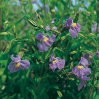 Mimulus ringens