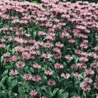 Monarda 'Beauty of Cobham'