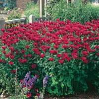 Monarda 'Cambridge Scarlet'