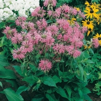 Monarda 'Croftway Pink'