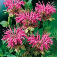 Monarda 'Prärienacht'