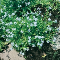 Myosotis palustris