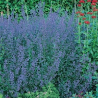 Nepeta x faassenii