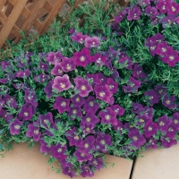 Nierembergia caerulea 'Purple Robe'