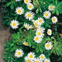 Nipponanthemum nipponicum