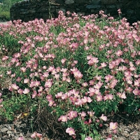 Oenothera rosea