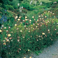 Oenothera stricta 'Sulphurea'