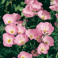 Oenothera speciosa