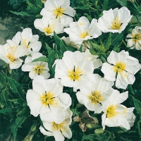 Oenothera caespitosa