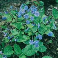 Omphalodes verna