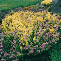 Origanum vulgare 'Aureum'